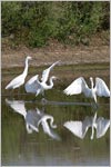 Pomorie Lake